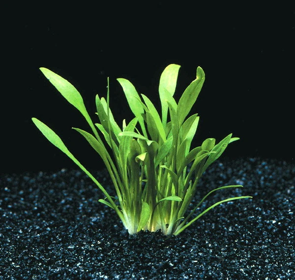 In-Vitro Zwerg-Wasserkelch / Cryptocoryne Parva
