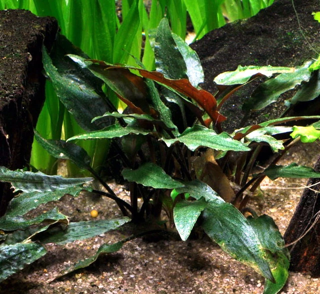 Petchs Wasserkelch / Cryptocoryne Beckettii ''petchii''