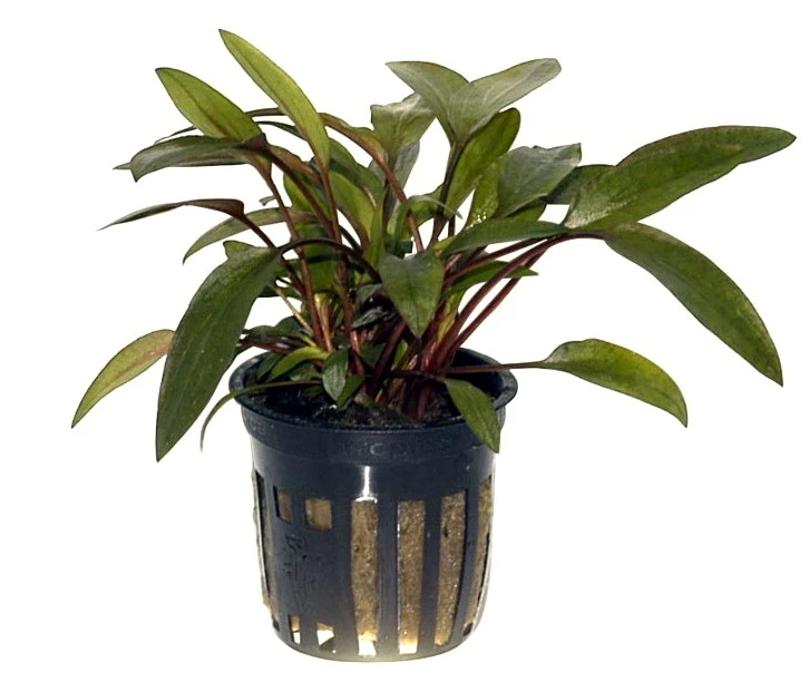 Petchs Wasserkelch / Cryptocoryne Beckettii ''petchii'' – Bild 2