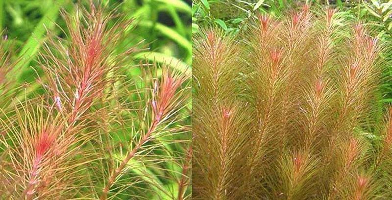Rotes Mooskraut / Rotala Wallichii Im Topf – Bild 2