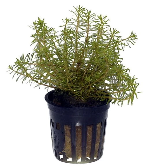 Rotes Mooskraut / Rotala Wallichii Im Topf – Bild 3