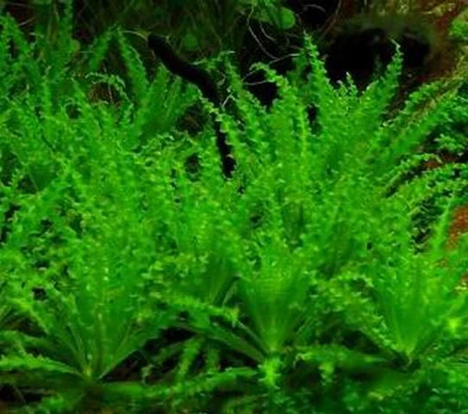 Kleiner Stern 'Daonoi' - Sternkraut / Pogostemon Helferi – Bild 2