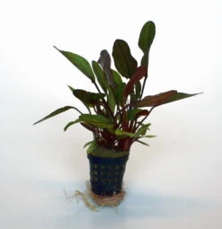 Altlandsberg Schwertpflanze / Echinodorus 'Altlandsberg'