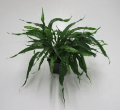 MUTTERPFLANZE Mini Javafarn / Microsorum Pteropus 'Short Narrow Leaf' - Rarität