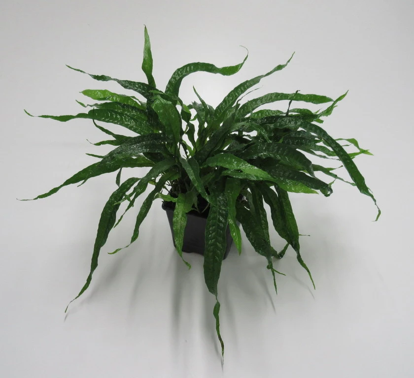 MUTTERPFLANZE Mini Javafarn / Microsorum Pteropus 'Short Narrow Leaf' - Rarität