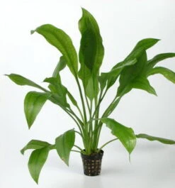 Schmalblättrige Amazonas-Schwertpflanze / Echinodorus Amazonicus