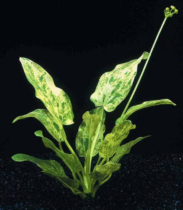 Echinodorus Cordifolius 'Tropica Marble Queen'
