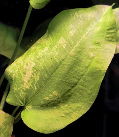 Echinodorus Cordifolius 'Tropica Marble Queen' – Bild 2