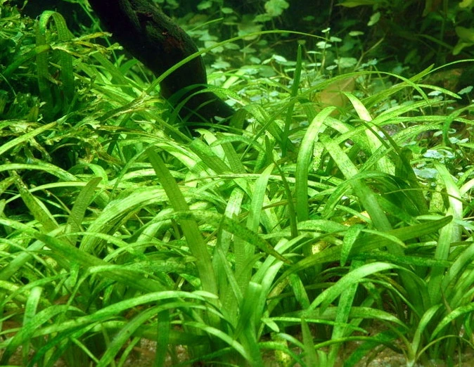 Kleines Flutendes Pfeilkraut / Sagittaria Sabulata Im Topf