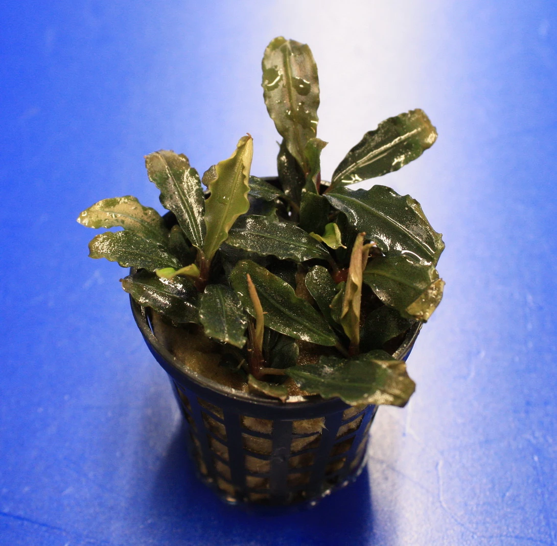 Mini Bucephalandra / Bucephalandra Sp. 'mini Catherinae' ***Top RARITÄT***