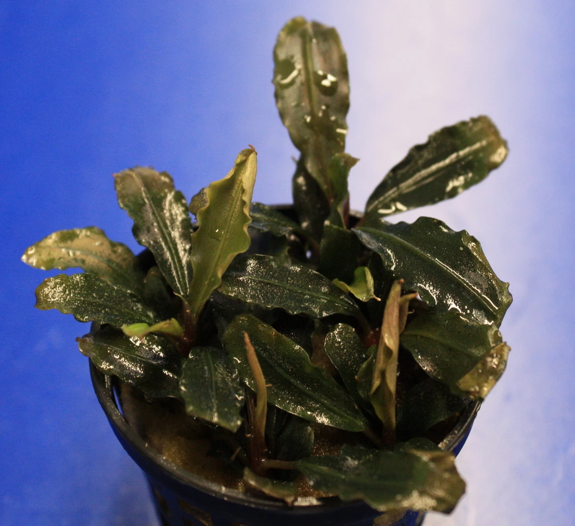 Mini Bucephalandra / Bucephalandra Sp. 'mini Catherinae' ***Top RARITÄT*** – Bild 2