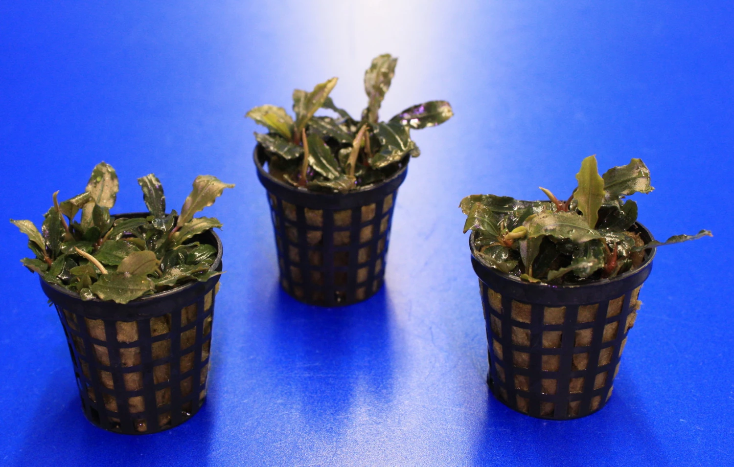 Mini Bucephalandra / Bucephalandra Sp. 'mini Catherinae' ***Top RARITÄT*** – Bild 3