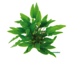 Grüner Wasserkelch / Cryptocoryne Wendtii Grün