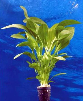 Dennerle Echinodorus Python - E03 - Dschungelstar Nr. 3