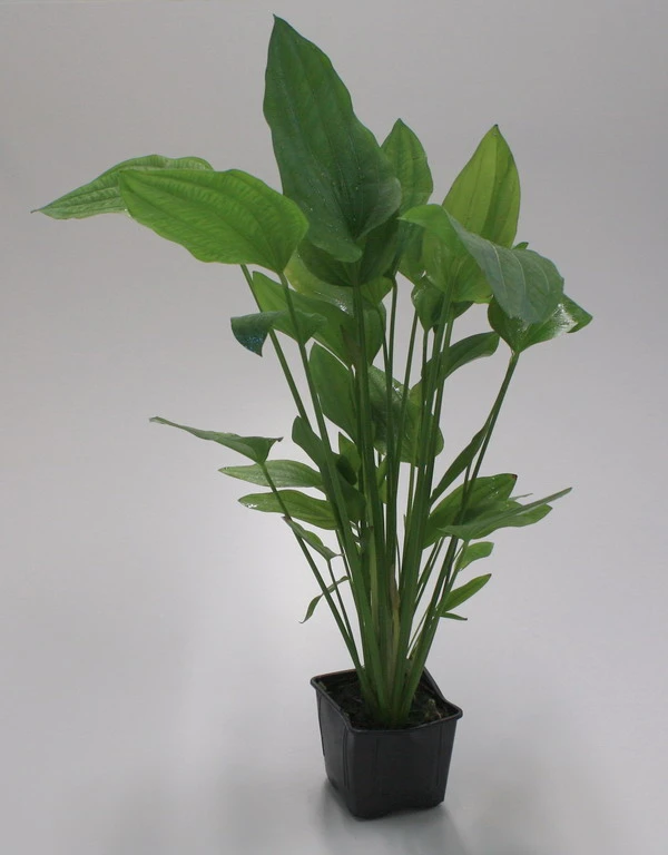 MUTTERPFLANZE Großer Froschlöffel / Echinodorus Cordifolius - Radicans