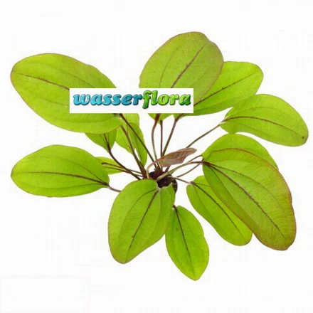 Auge Des Teufels / Echinodorus Devils Eye