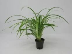 Zebragras - Grünlilie / Chlorophytum Bichetii Im Topf