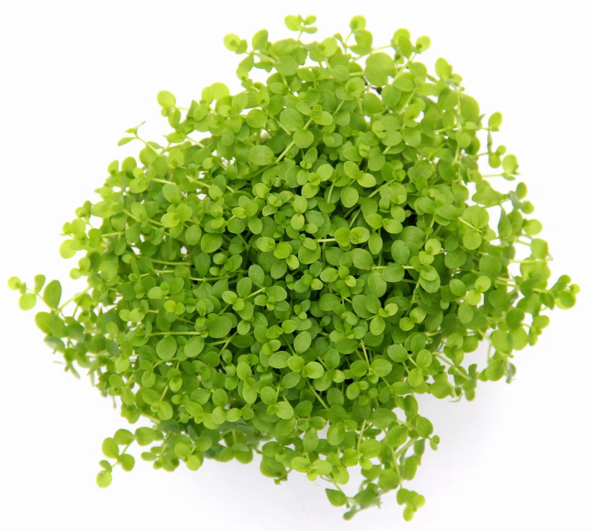 Monte-Carlo Zwergperlkraut / Micranthemum Spec. 'Monte Carlo'