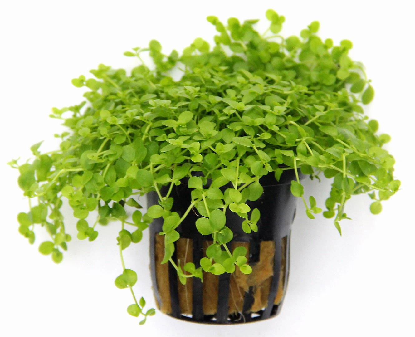 Monte-Carlo Zwergperlkraut / Micranthemum Spec. 'Monte Carlo' – Bild 2