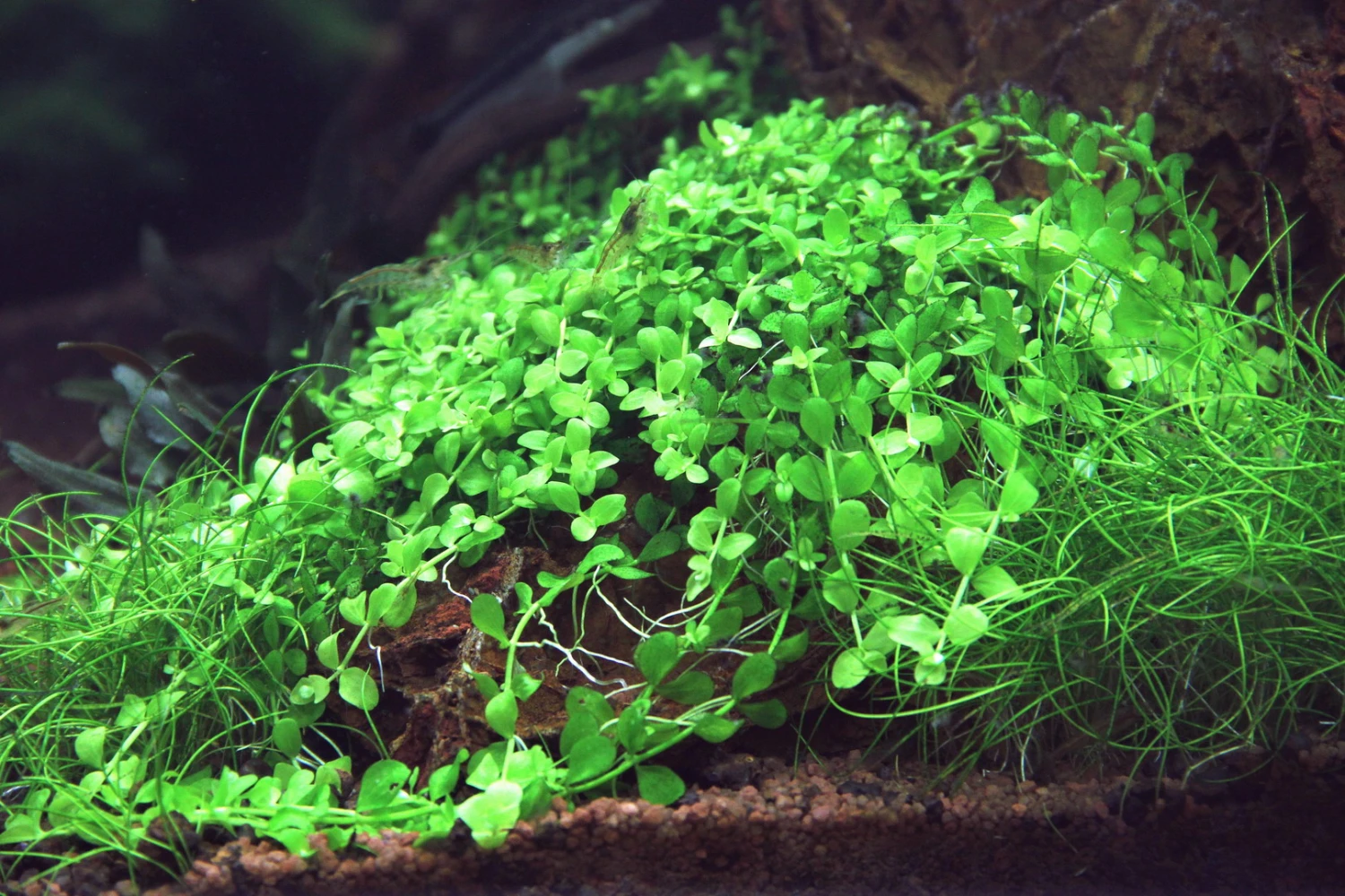 Monte-Carlo Zwergperlkraut / Micranthemum Spec. 'Monte Carlo' – Bild 3