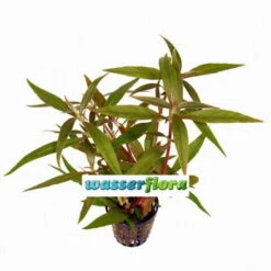 Kleines Papageienblatt / Alternanthera Reineckii Im Topf