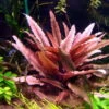 *** Top-Rarität *** Flamingo Wasserkelch / Cryptocoryne Spec. 'Flamingo'