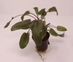 Roter Gewellter Wasserkelch / Cryptocoryne Undulatus 'Red'