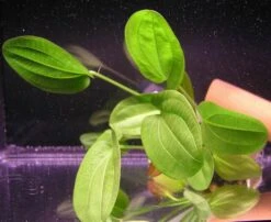 Rötlicher Froschlöffel Harbig / Echinodorus Harbich Rot