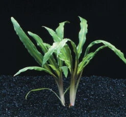 Weisslicher Wasserkelch / Cryptocoryne Costata Albida Rot *TOP-RARITÄT*