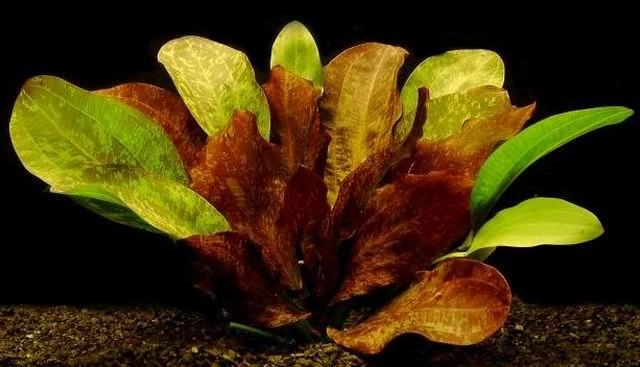 Rot Geflammte Schwertpflanze / Echinodorus Red Flame – Bild 2