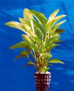 Dennerle Echinodorus Tornado - Dschungelstar Nr. 14