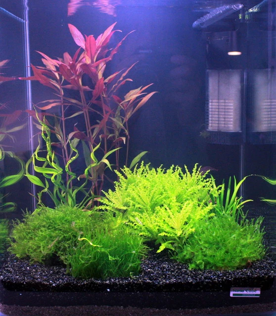 TROPICA Kleiner Stern 'Daonoi' - Sternkraut / Pogostemon Helferi – Bild 2