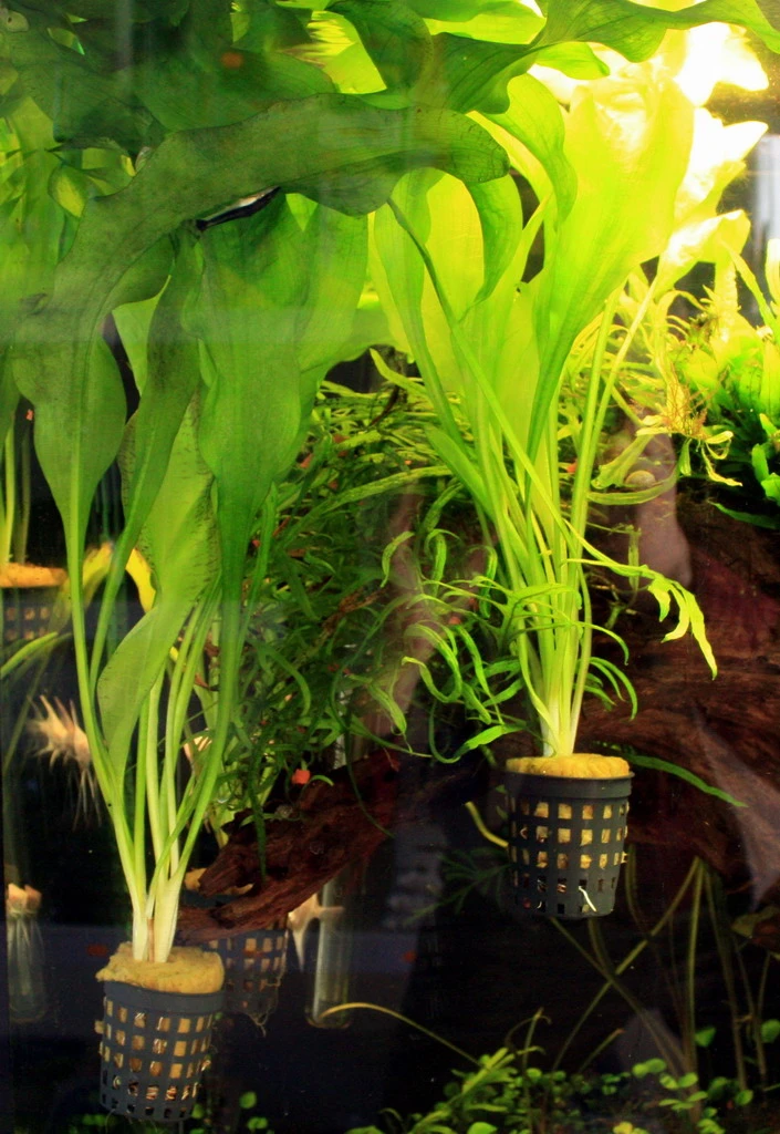 Ottelia Ulvifolia - Gefleckte-gedrehte Ottelie *** Top-Rarität ***