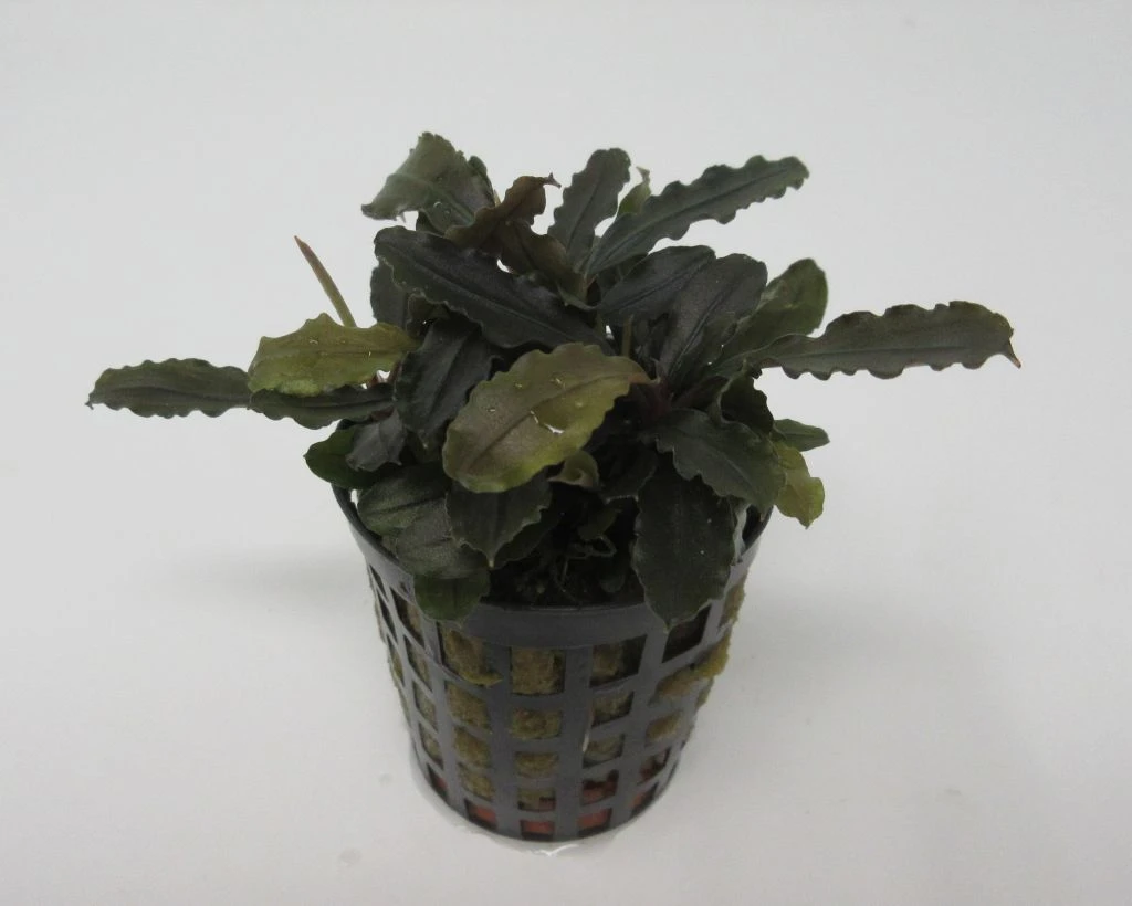 Bucephalandra Spec. ´Biblis Red´ Im Topf ***RARITÄT***