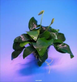 Zwergspeerblatt / Anubias Bart. Var. Nana - Besonders Geeignet Für Barschbecken