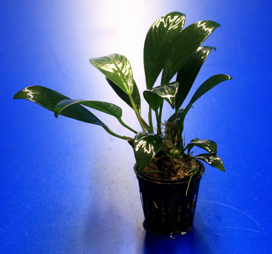 Gillets Speerblatt / Anubias Gilletii, Für Barsche Geeignet