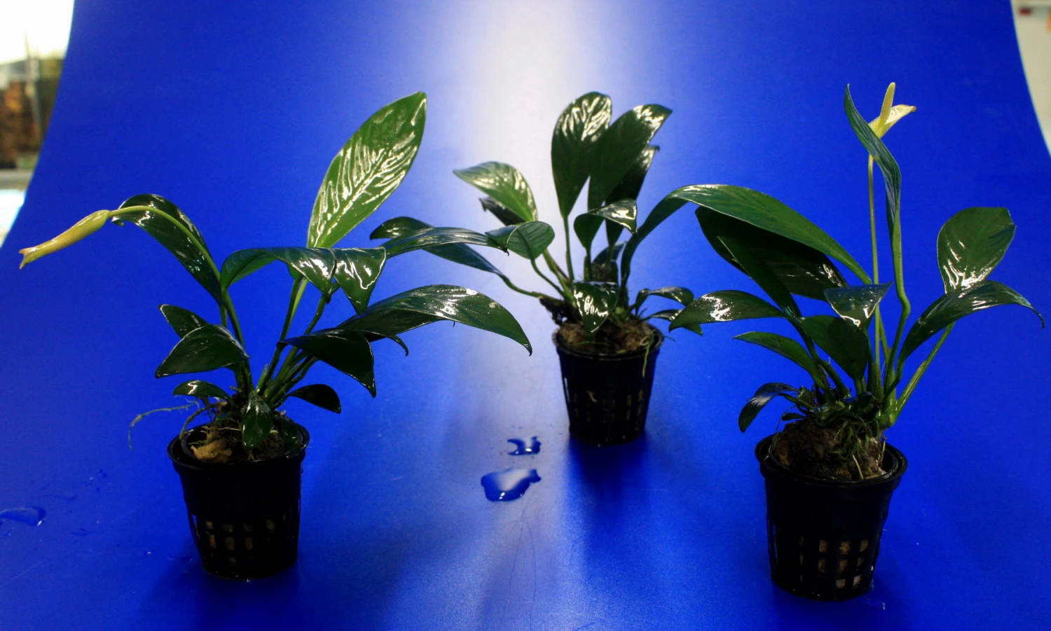 Gillets Speerblatt / Anubias Gilletii, Für Barsche Geeignet – Bild 2