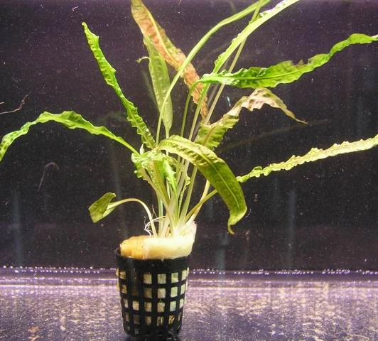 Genoppter Wasserkelch / Cryptocoryne Crispatula Var. Balansae