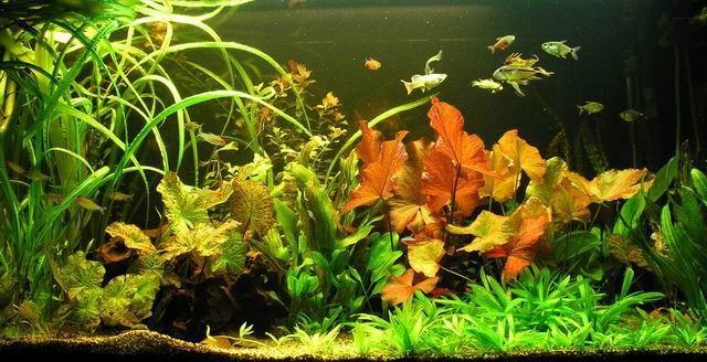 Genoppter Wasserkelch / Cryptocoryne Crispatula Var. Balansae – Bild 2