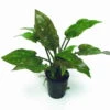 Gewimperter Wasserkelch / Cryptocoryne Ciliata