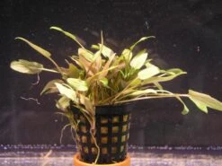 Brauner Wasserkelch / Cryptocoryne Wendtii Brown