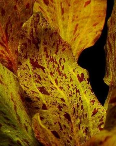 Rot Getüpfelte Schwertpflanze / Echinodorus Ozelot Rot