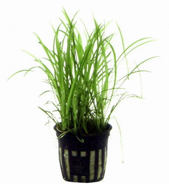 Grasartige Zwergamazonas / Echinodorus Tenellus – Bild 2