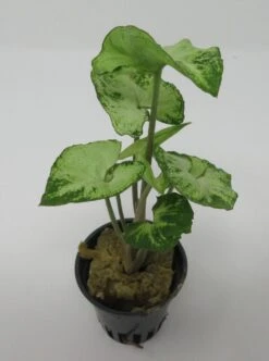 Efeutute / Syngonium White/green Im Topf