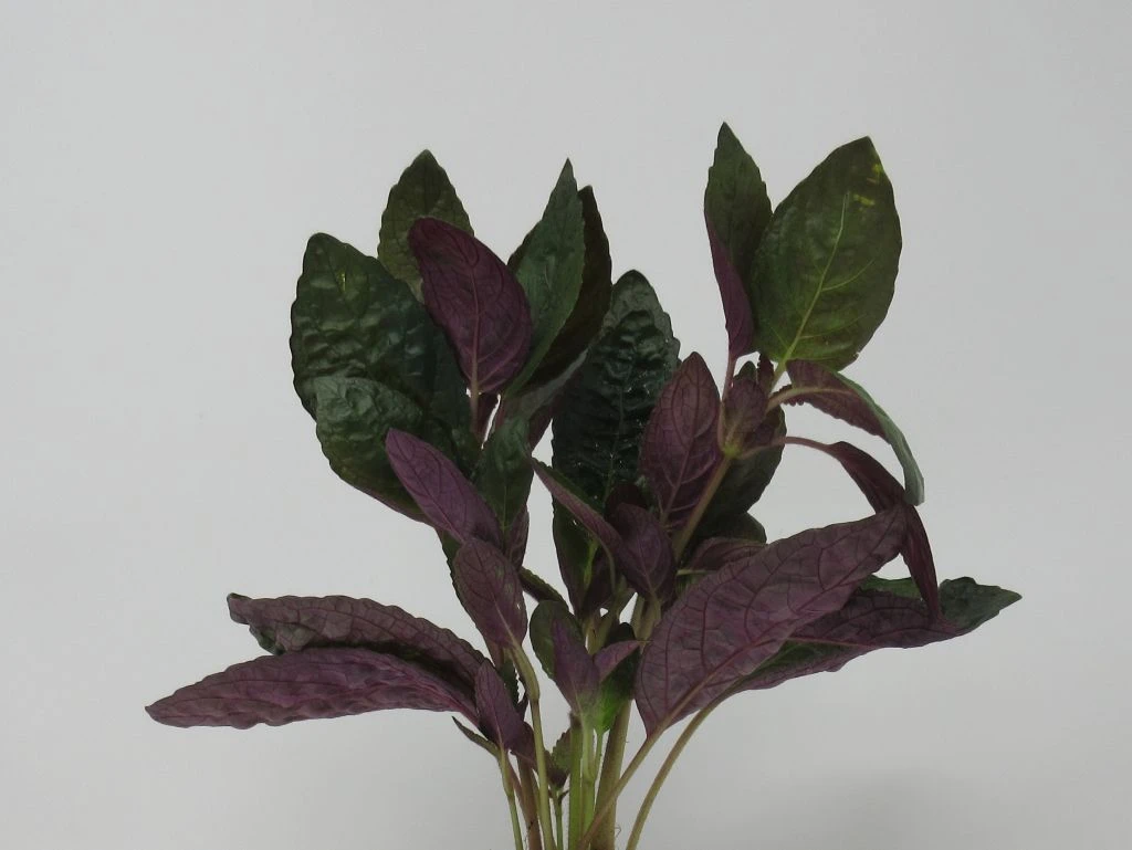 Noppenblatt / Hemigraphis Colorata Im Topf