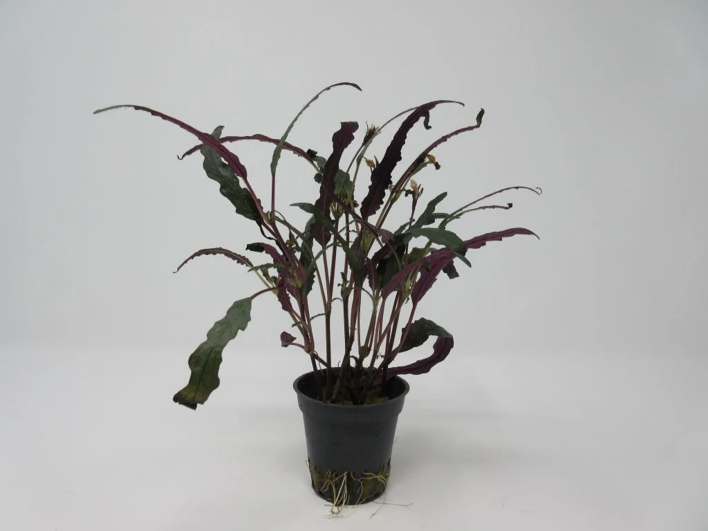 Gefiedertes Schmuckblatt / Hemigraphis Exotica Im Topf