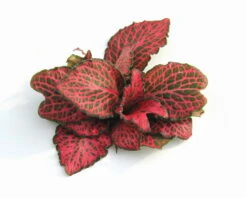 Rotbunte Mosaikpflanze / Fittonia Verschaffeltii Im Topf