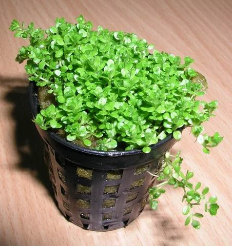 KUBA Zwerg-Perlenkraut / Hemianthus Callitrichoides Cuba - Hcc – Bild 2