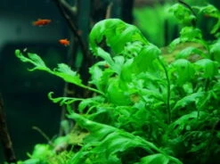 XL In-Vitro Kongo Wasserfarn / Bolbitis Heudelotii