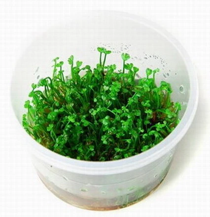 In-Vitro Mini-Kleeblatt / Marsilea Crenata *NEU*